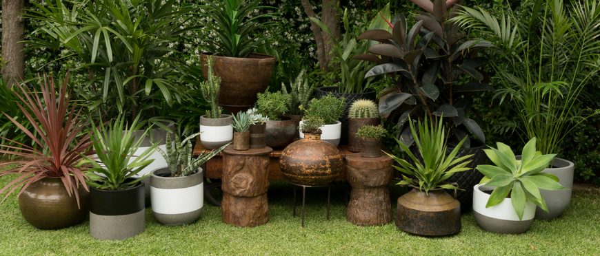 The Best Planting Tips for Sticks and Stones Concrete Pots