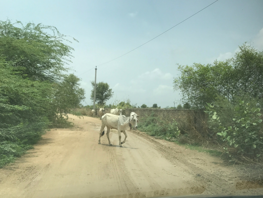Sticks and Stones Outdoor - streets of Jodphur in India - cows roam the streets freely 